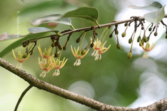 Hydnocarpus anthelminthicus